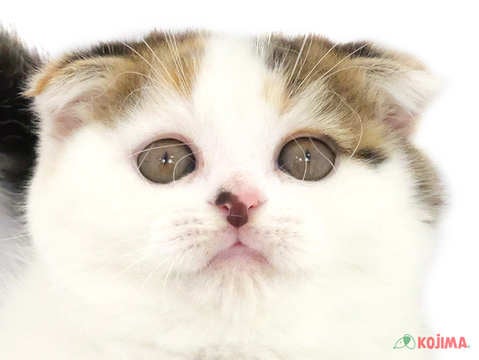千葉県のスコティッシュフォールド (コジマ松戸店/2024年3月22日生まれ/女の子/ブラウンパッチドタビーホワイト)の子猫