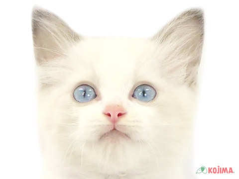 東京都のラグドール (コジマ木場店/2024年3月21日生まれ/男の子/ブルーポイントバイカラー)の子猫