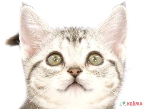 千葉県のアメリカンショートヘアー (コジマアリオ柏店/2024年3月21日生まれ/女の子/シルバータビー)の子猫