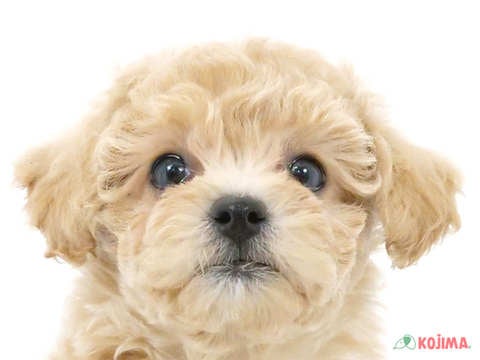 埼玉県のビションプー(ビションフリーゼ×プードル) (コジマ大宮店/2024年3月25日生まれ/女の子/アプリコット)の子犬