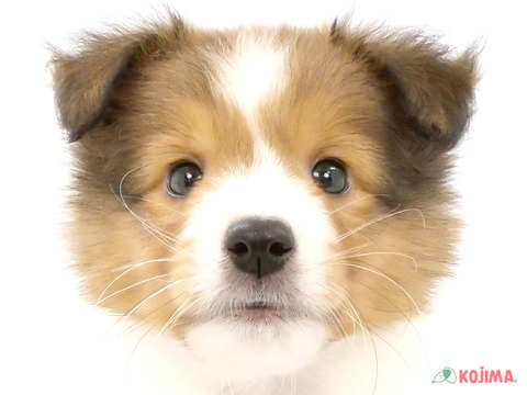 東京都のシェットランドシープドッグ (コジマアリオ西新井店/2024年3月23日生まれ/男の子/セーブルホワイト)の子犬