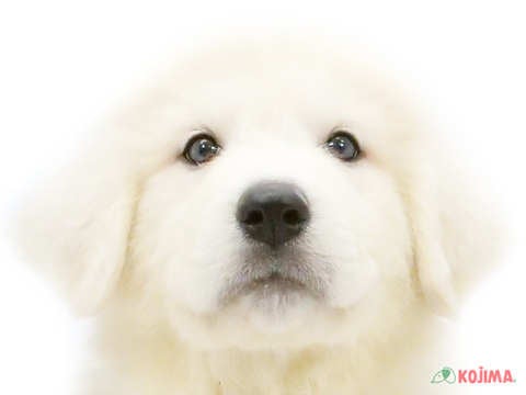 神奈川県のグレートピレニーズ (コジマベイタウン横浜本牧店/2024年3月25日生まれ/男の子/ホワイト)の子犬