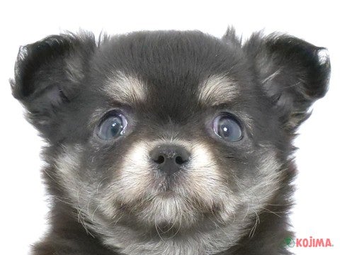 茨城県のチワワ(ロング) (コジマイーアスつくば店/2024年3月25日生まれ/男の子/ブラックタン)の子犬