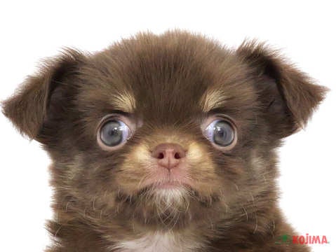 東京都のチワワ(ロング) (コジマアリオ北砂店/2024年3月24日生まれ/女の子/チョコレートタンホワイト)の子犬