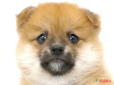 東京都のポメ柴(ポメラニアン×柴犬) (コジマ国領店/2024年3月16日生まれ/女の子/レッド)の子犬
