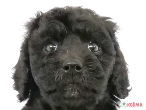 千葉県のスタンダードプードル (コジマ松戸店/2024年3月22日生まれ/女の子/ブラック)の子犬