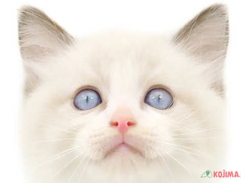 東京都のラグドール (コジマ国立店/2024年3月24日生まれ/男の子/ブルーポイントバイカラー)の子猫
