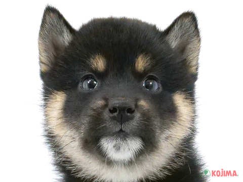 2024年3月22日生まれの柴犬(標準サイズ)の1枚目の写真