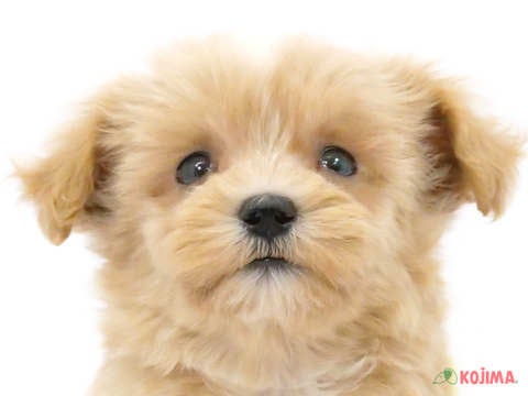 東京都のマルプー(マルチーズ×プードル) (コジマ町田店/2024年3月22日生まれ/男の子/アプリコット)の子犬