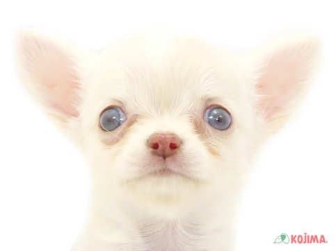 東京都のハーフ犬 (コジマ木場店/2024年3月24日生まれ/男の子/クリーム)の子犬