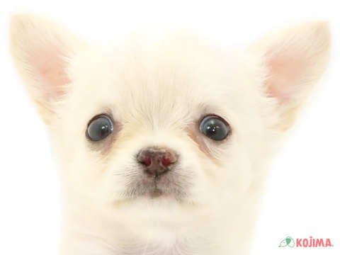 東京都のハーフ犬 (コジマ足立店/2024年3月24日生まれ/男の子/クリーム)の子犬