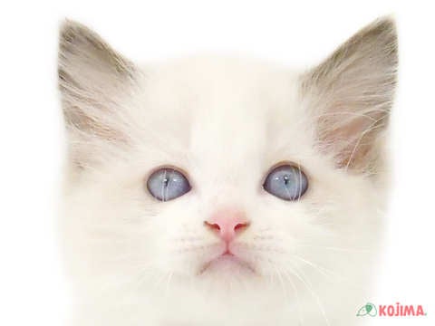 東京都のラグドール (コジマアリオ北砂店/2024年3月19日生まれ/男の子/ブルーポイントバイカラー)の子猫