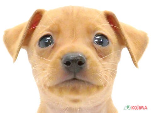 茨城県のミニチュアピンシャー (コジマイーアスつくば店/2024年3月23日生まれ/男の子/レッド)の子犬