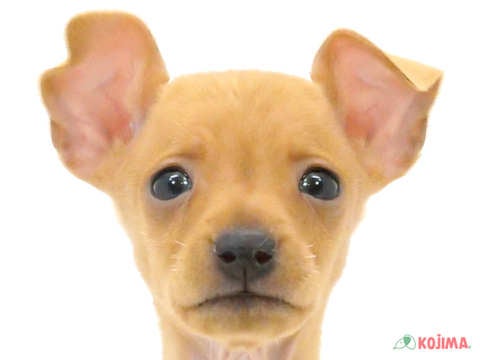 東京都のミニチュアピンシャー (コジマソコラ用賀店/2024年3月24日生まれ/女の子/レッド)の子犬