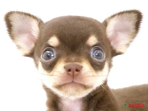 東京都のチワワ(スムース) (コジマ国領店/2024年3月24日生まれ/男の子/チョコレートタン)の子犬