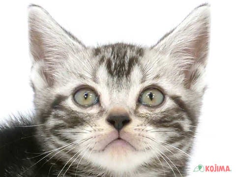 東京都のアメリカンショートヘアー (コジマ新小岩店/2024年3月24日生まれ/男の子/シルバータビー)の子猫