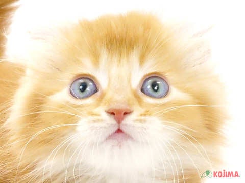 東京都のアメリカンカール (コジマ目黒店/2024年3月23日生まれ/女の子/レッドタビー)の子猫