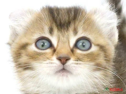 神奈川県のアメリカンカール (コジマ横浜青葉店/2024年3月23日生まれ/女の子/ブラウンパッチドタビー)の子猫
