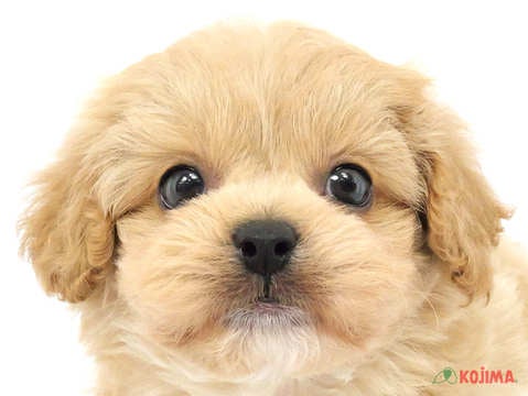 東京都のポメプー(ポメラニアン×プードル) (コジマ練馬店/2024年3月23日生まれ/男の子/クリーム)の子犬