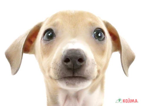 埼玉県のイタリアングレーハウンド (コジマ三郷店/2024年3月23日生まれ/男の子/フォーンホワイト)の子犬