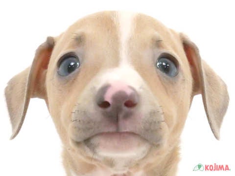 東京都のイタリアングレーハウンド (コジマアリオ北砂店/2024年3月23日生まれ/女の子/フォーンホワイト)の子犬