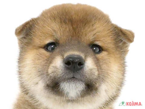 東京都の柴犬(標準サイズ) (コジマ板橋店/2024年3月23日生まれ/男の子/赤)の子犬