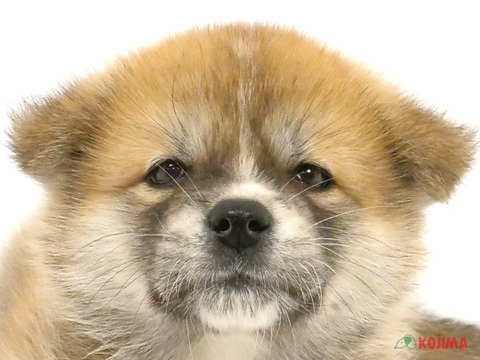 2024年3月22日生まれの秋田犬の1枚目の写真