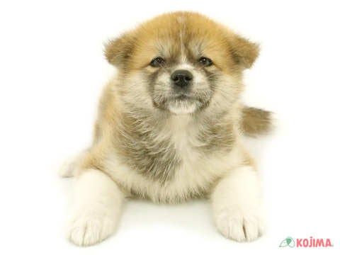 2024年3月22日生まれの秋田犬の2枚目の写真