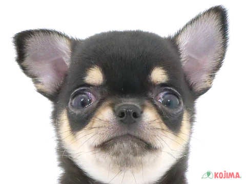 神奈川県のチワワ(スムース) (コジマニトリモール相模原店/2024年3月23日生まれ/男の子/ブラックタンホワイト)の子犬