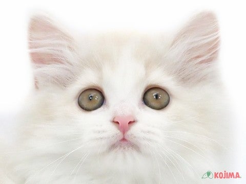 東京都のスコティッシュストレート (コジマ練馬店/2024年3月20日生まれ/女の子/クリームタビーホワイト)の子猫