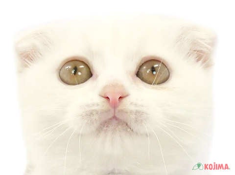 東京都のスコティッシュフォールド (コジマ両国店/2024年3月14日生まれ/男の子/クリームタビーホワイト)の子猫