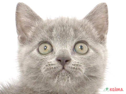 埼玉県のブリティッシュショートヘアー (コジマアリオ深谷店/2024年3月22日生まれ/女の子/ブルー)の子猫