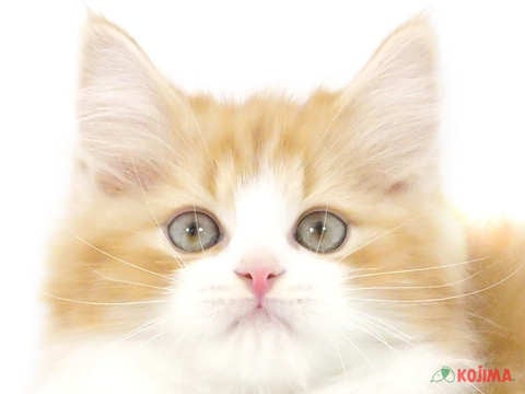 神奈川県のスコティッシュストレート (コジマベイタウン横浜本牧店/2024年3月22日生まれ/男の子/レッドタビーホワイト)の子猫