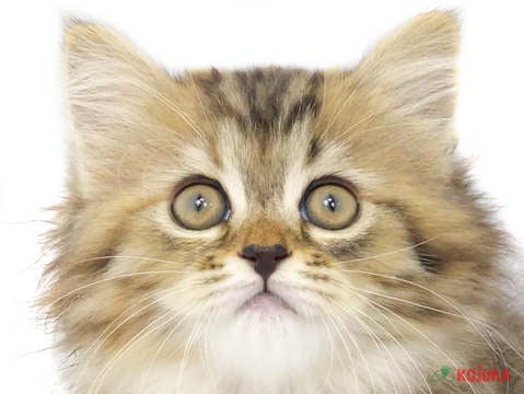 2024年3月17日生まれのハーフ猫の1枚目の写真