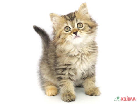 2024年3月17日生まれのハーフ猫の2枚目の写真