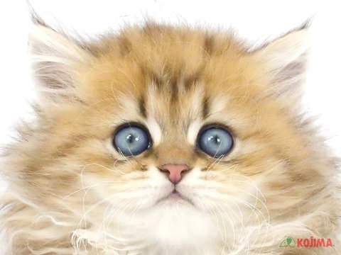 東京都のペルシャ (コジマ板橋店/2024年3月22日生まれ/男の子/チンチラゴールデン)の子猫