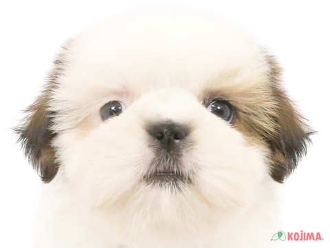 千葉県のシーズー (コジマ四街道店/2024年3月22日生まれ/女の子/ゴールドホワイト)の子犬