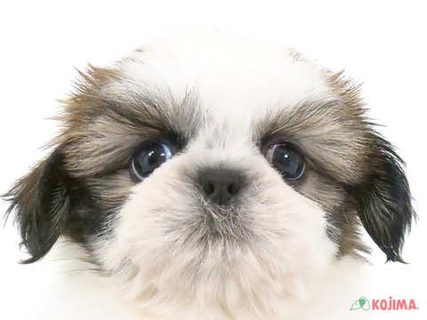 神奈川県のシーズー (コジマ横浜青葉店/2024年3月25日生まれ/女の子/ゴールドホワイト)の子犬