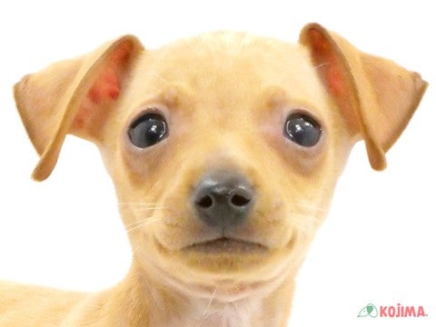 東京都のミニチュアピンシャー (コジマアリオ北砂店/2024年3月20日生まれ/男の子/レッド)の子犬