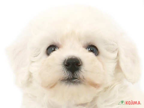 東京都のビションフリーゼ (コジマ青戸店/2024年3月24日生まれ/女の子/ホワイト)の子犬