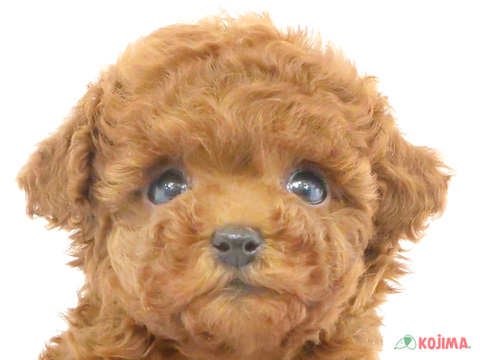 東京都のトイプードル(トイ) (コジマ六本木店/2024年3月20日生まれ/女の子/レッド)の子犬