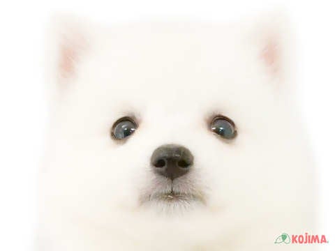 神奈川県の日本スピッツ (コジマニトリモール相模原店/2024年3月23日生まれ/男の子/ホワイト)の子犬