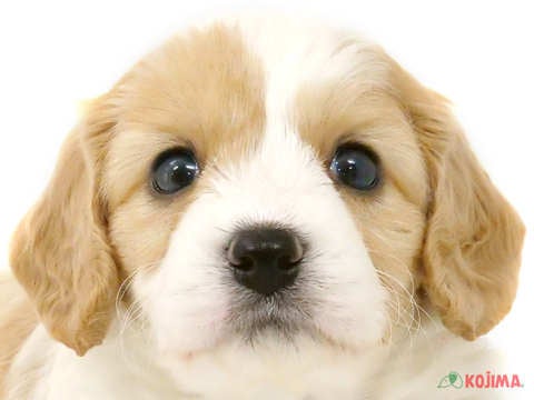 2024年3月23日生まれのハーフ犬の1枚目の写真