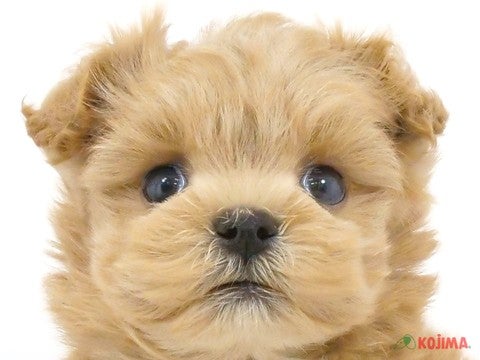 神奈川県のマルプー(マルチーズ×プードル) (コジマ横浜青葉店/2024年3月23日生まれ/女の子/アプリコット)の子犬