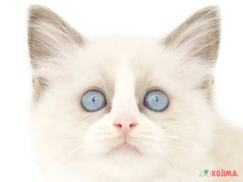 千葉県のラグドール (コジマ松戸店/2024年3月21日生まれ/女の子/ブルーポイントバイカラー)の子猫