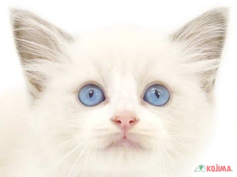 東京都のラグドール (コジマ足立店/2024年3月21日生まれ/女の子/ブルーポイントバイカラー)の子猫