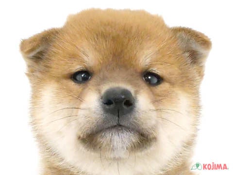2024年3月23日生まれの柴犬(標準サイズ)の1枚目の写真