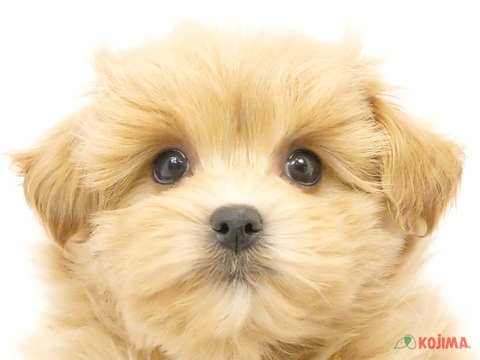 千葉県のマルプー(マルチーズ×プードル) (コジマ四街道店/2024年3月22日生まれ/男の子/レッド)の子犬