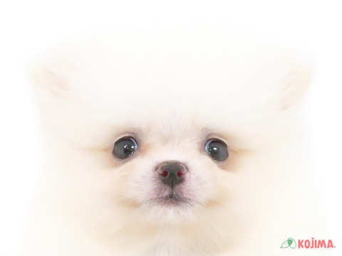 東京都のポメラニアン (コジマソコラ用賀店/2024年3月23日生まれ/男の子/ホワイト)の子犬
