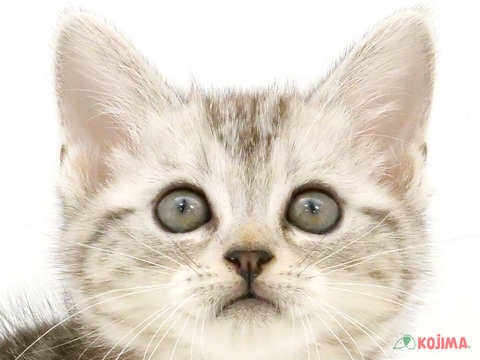 埼玉県のアメリカンショートヘアー (コジマ大宮店/2024年3月24日生まれ/男の子/シルバータビー)の子猫